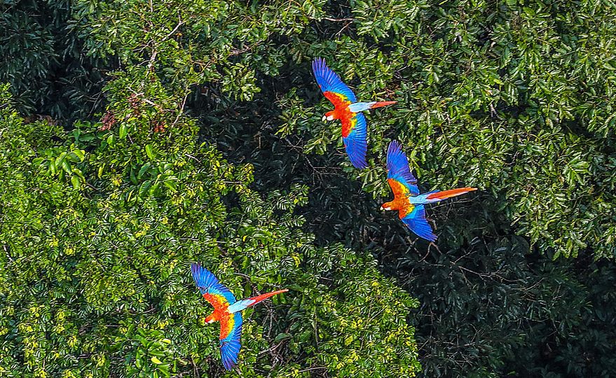 Amazon forest can be trained by higher rainfall variability – but may be no match for climate change