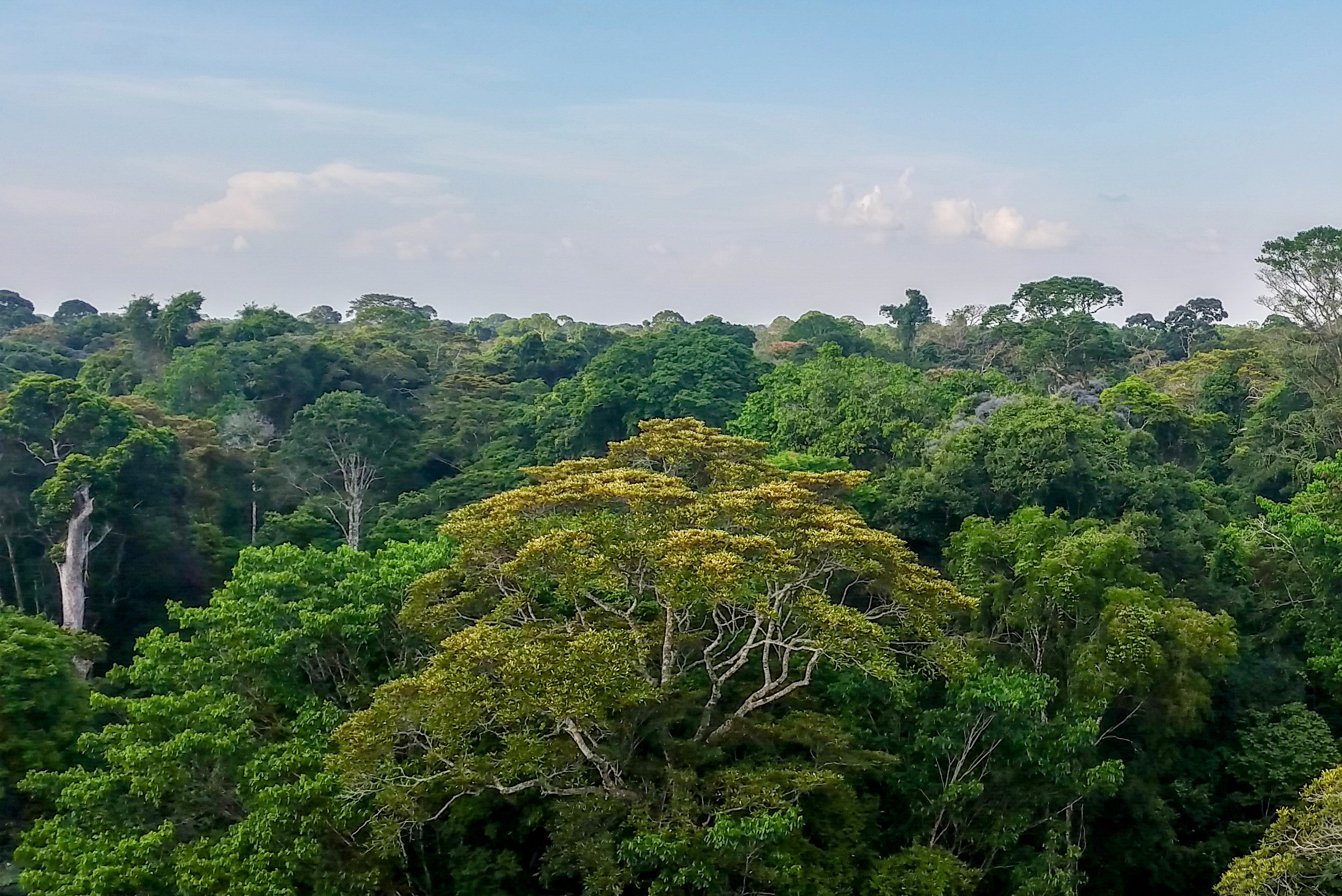 Amazon rainforest at the threshold: loss of forest worsens climate change