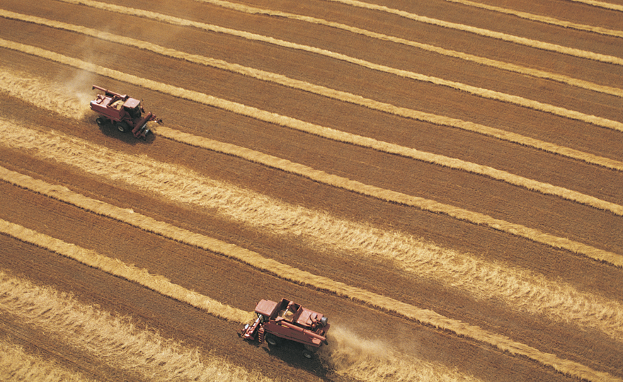 Local food supply could help propel global food security Local food supply could help propel global food security
