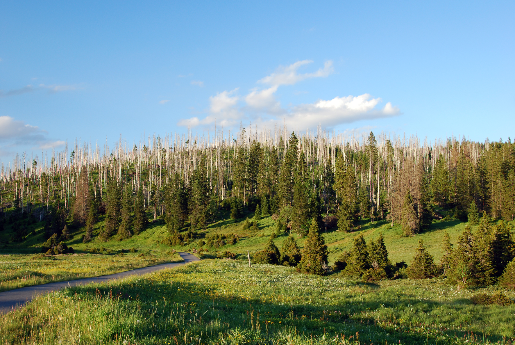 Climate change threatens one in five plant species