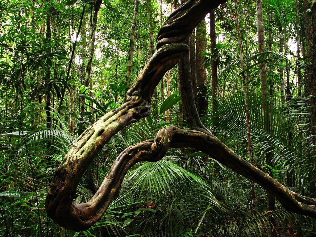 Climate change: A risk for plants and animals worldwide Climate change: A risk for plants and animals worldwide