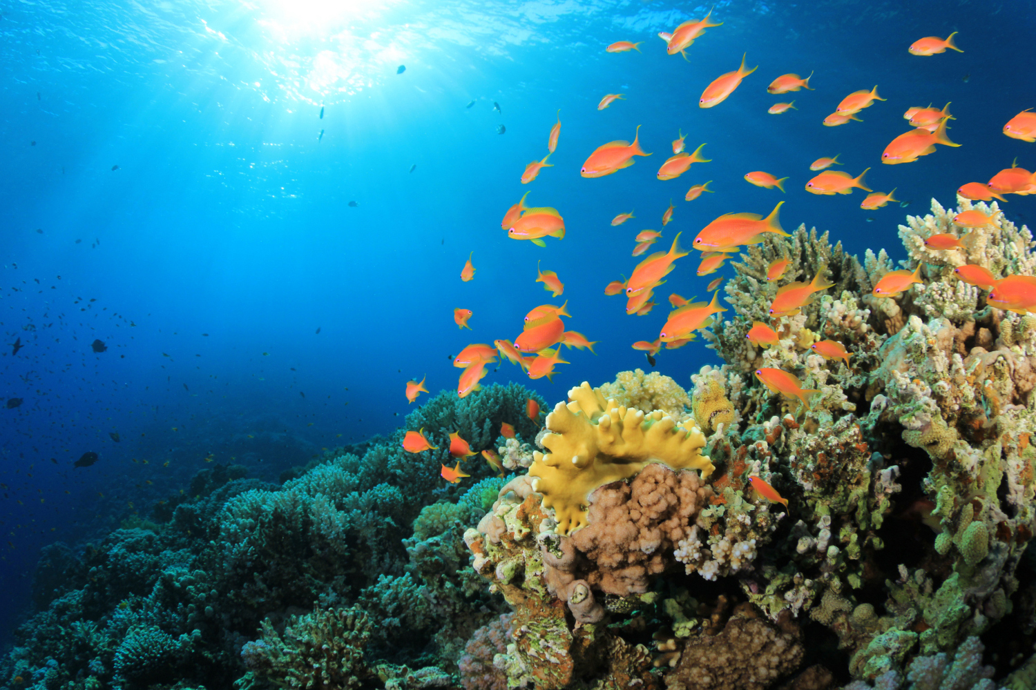Most coral reefs are at risk unless climate change is drastically limited