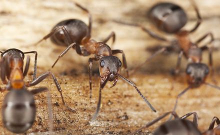 From Chaos to Order: How Ants optimize Food Search