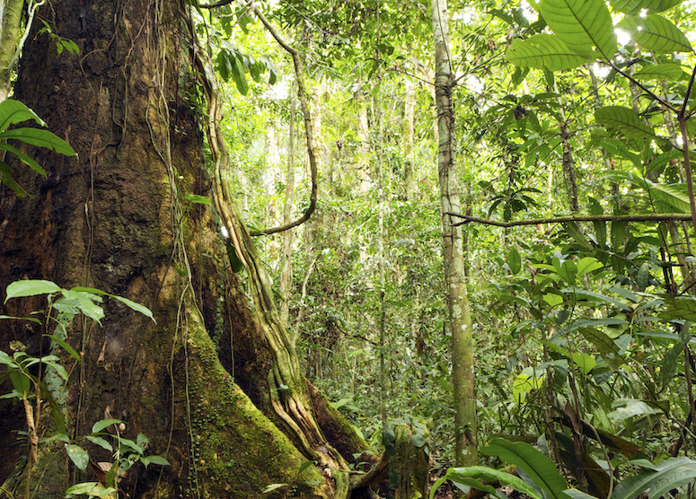 Protecting forests alone would not halt land-use change emissions
