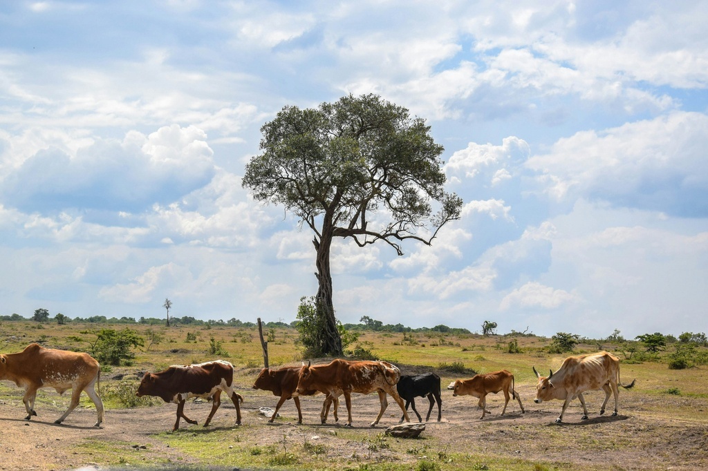 Climate change could halve areas suitable for cattle, sheep and goat farming by 2100