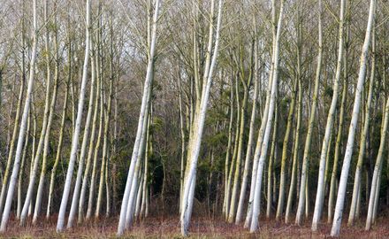 Climate stabilization: Planting trees cannot replace cutting CO2 emissions