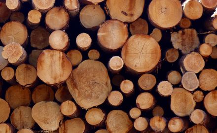 Europe’s renewable energy regulation could harm global forests Europe’s renewable energy regulation could harm global forests