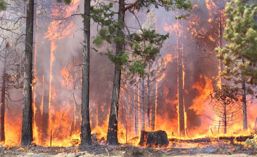 Fires, storms, insects: climate change increases risks for forests worldwide
