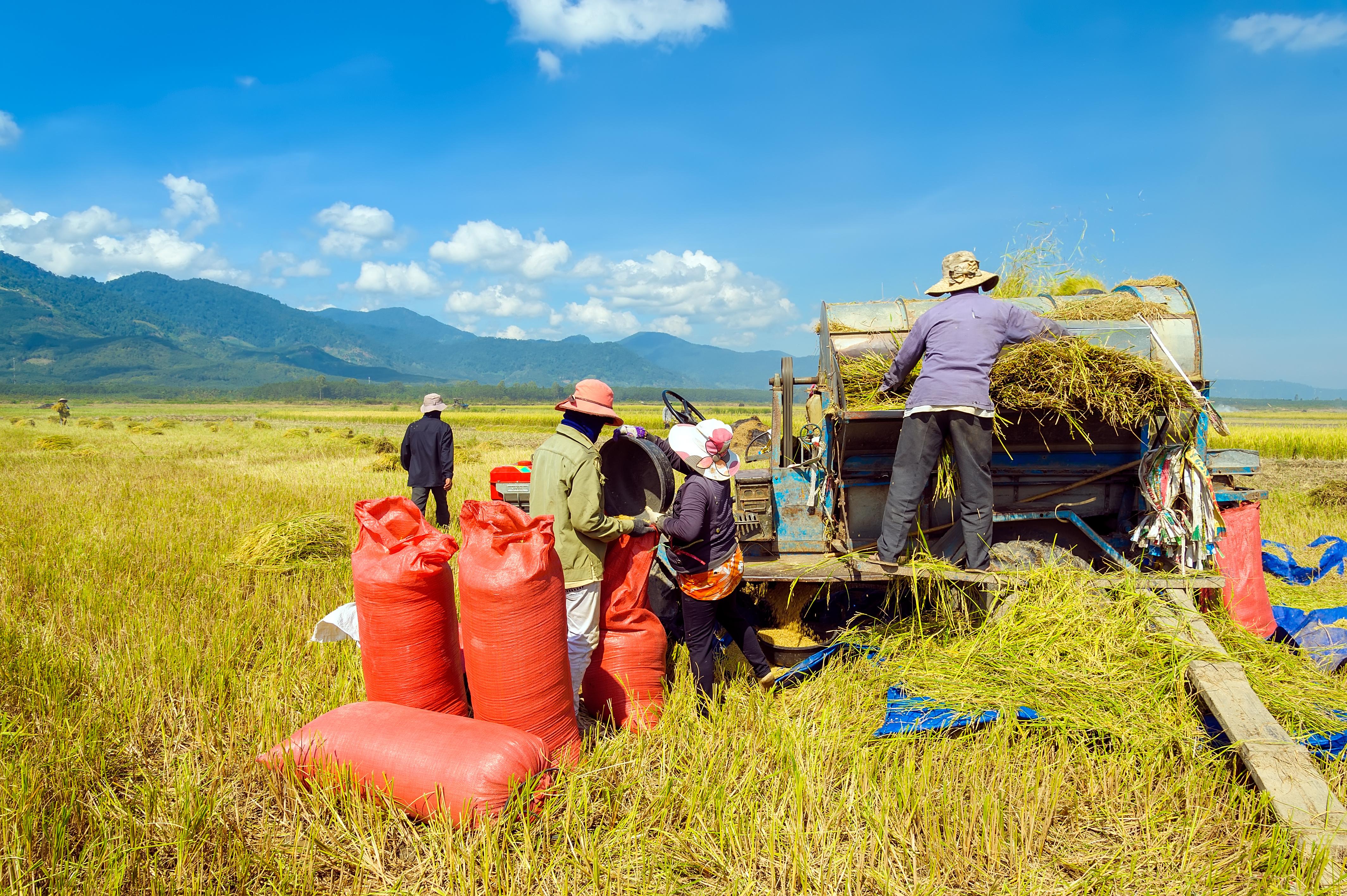 Global crop models underestimate how rice responds to extreme heat