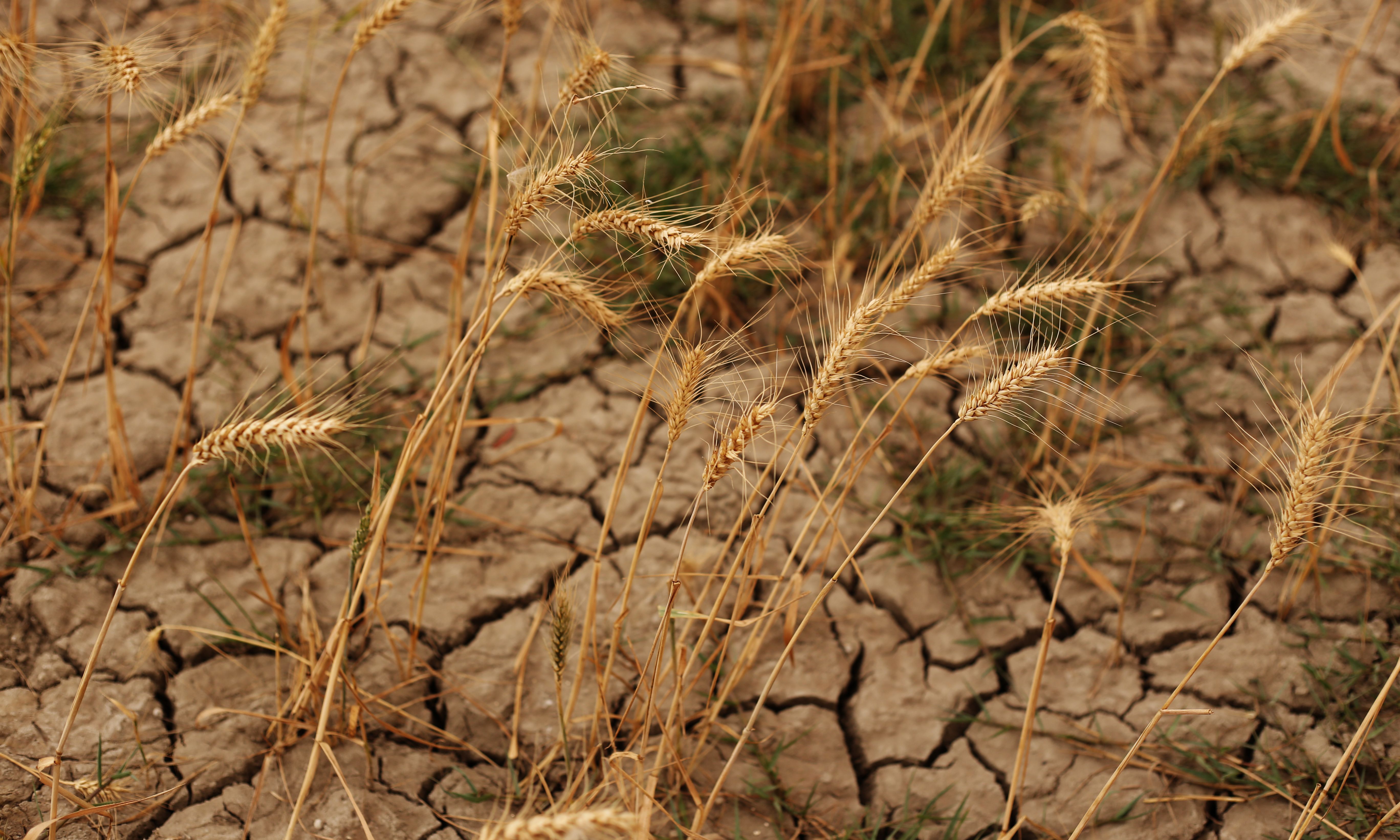 Global food production at risk of simultaneous heat waves across breadbasket regions