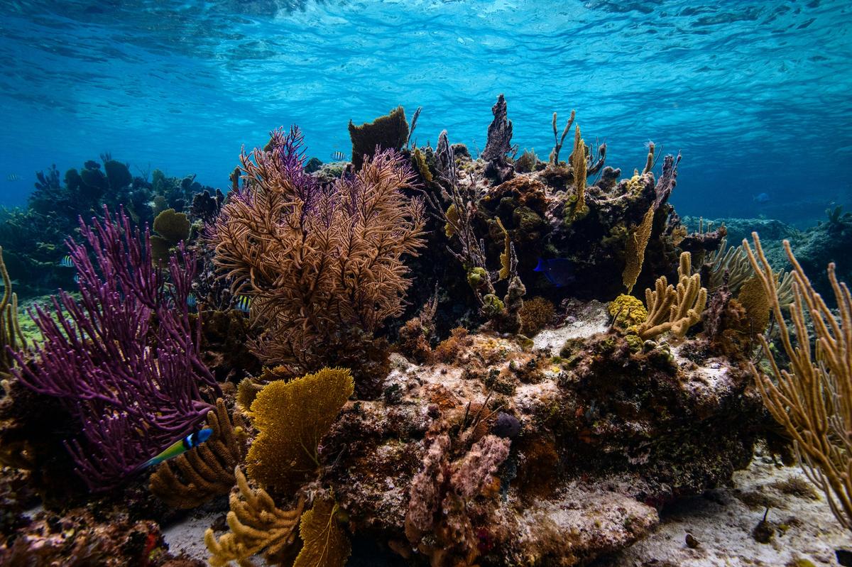 Global warming must peak below 2°C to limit tipping point risks