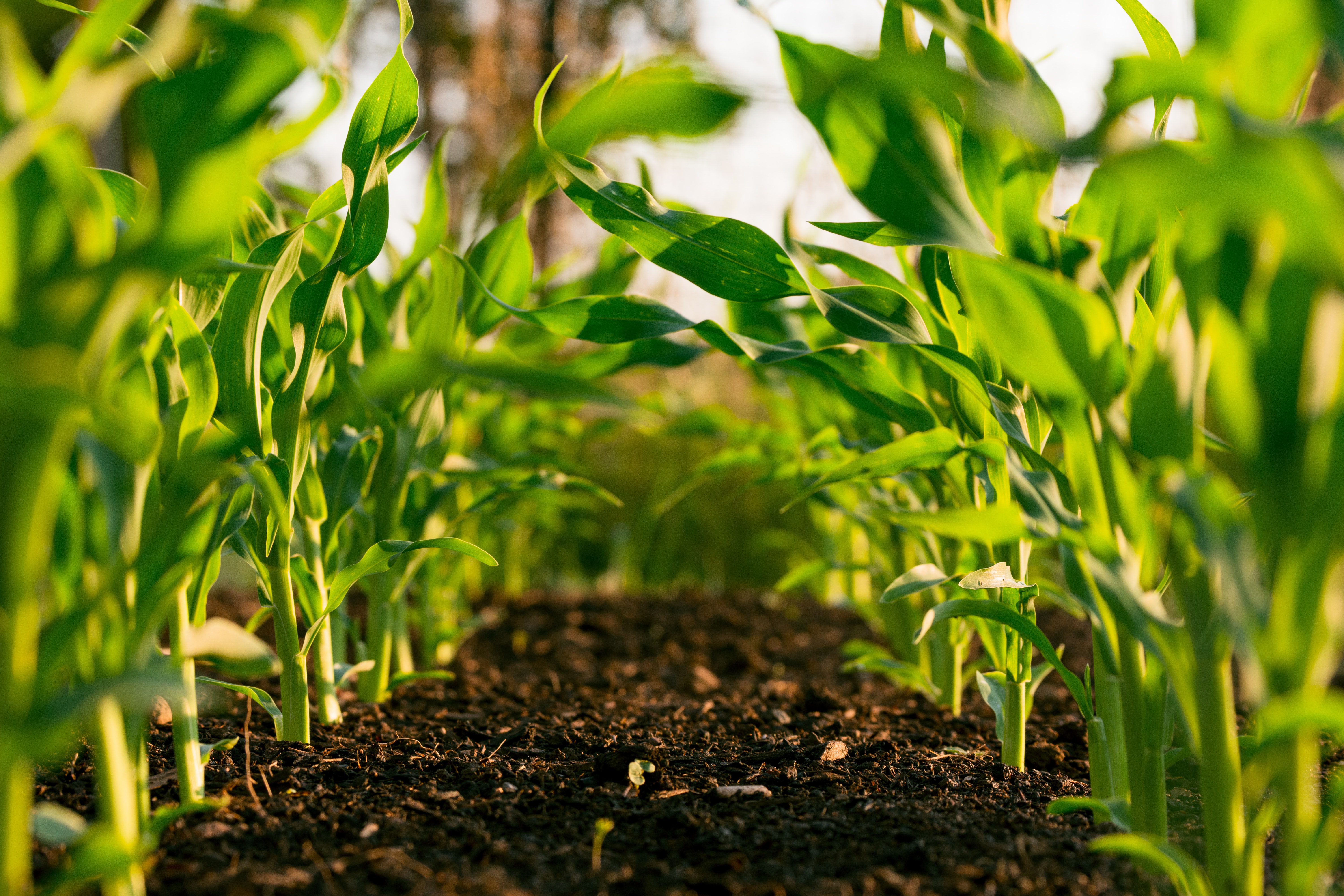 Healthy soil, healthy planet: Soil quality key for improved crop production and resilient climate