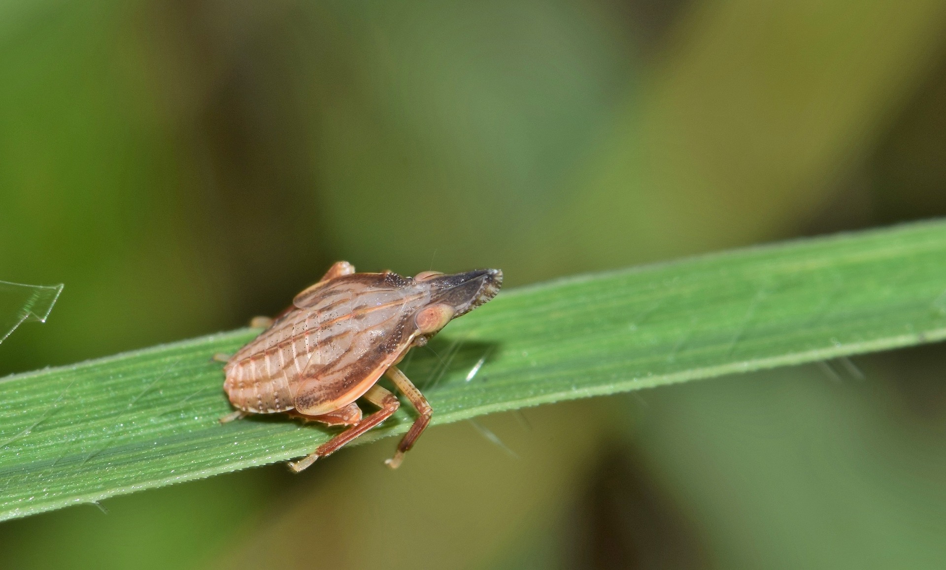 India’s rice at risk: Brown planthopper a growing threat as global warming increases