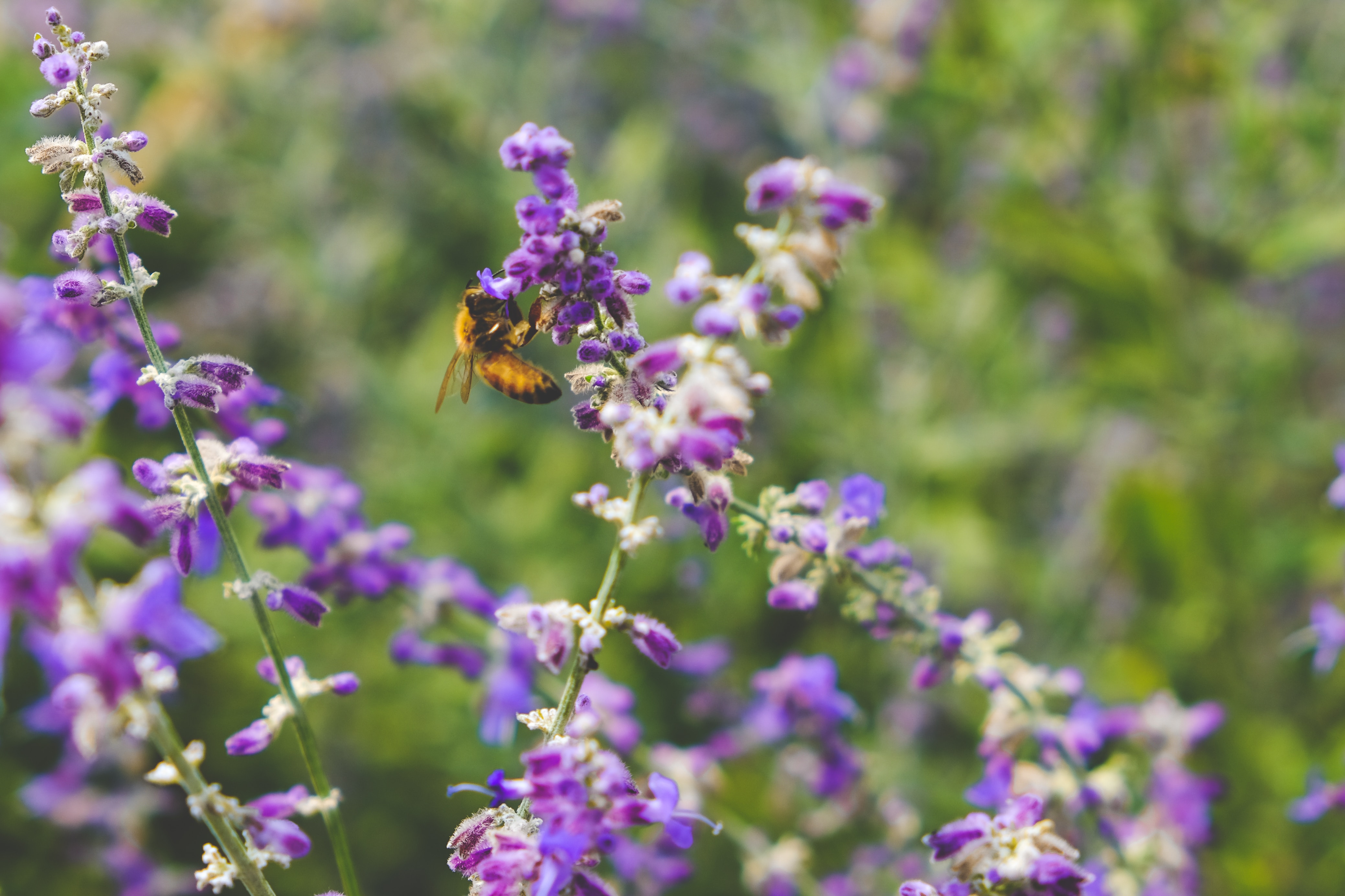 Large-scale nature conservation efforts alone will not preserve benefits for our societies Large-scale nature conservation efforts alone will not preserve benefits for our societies