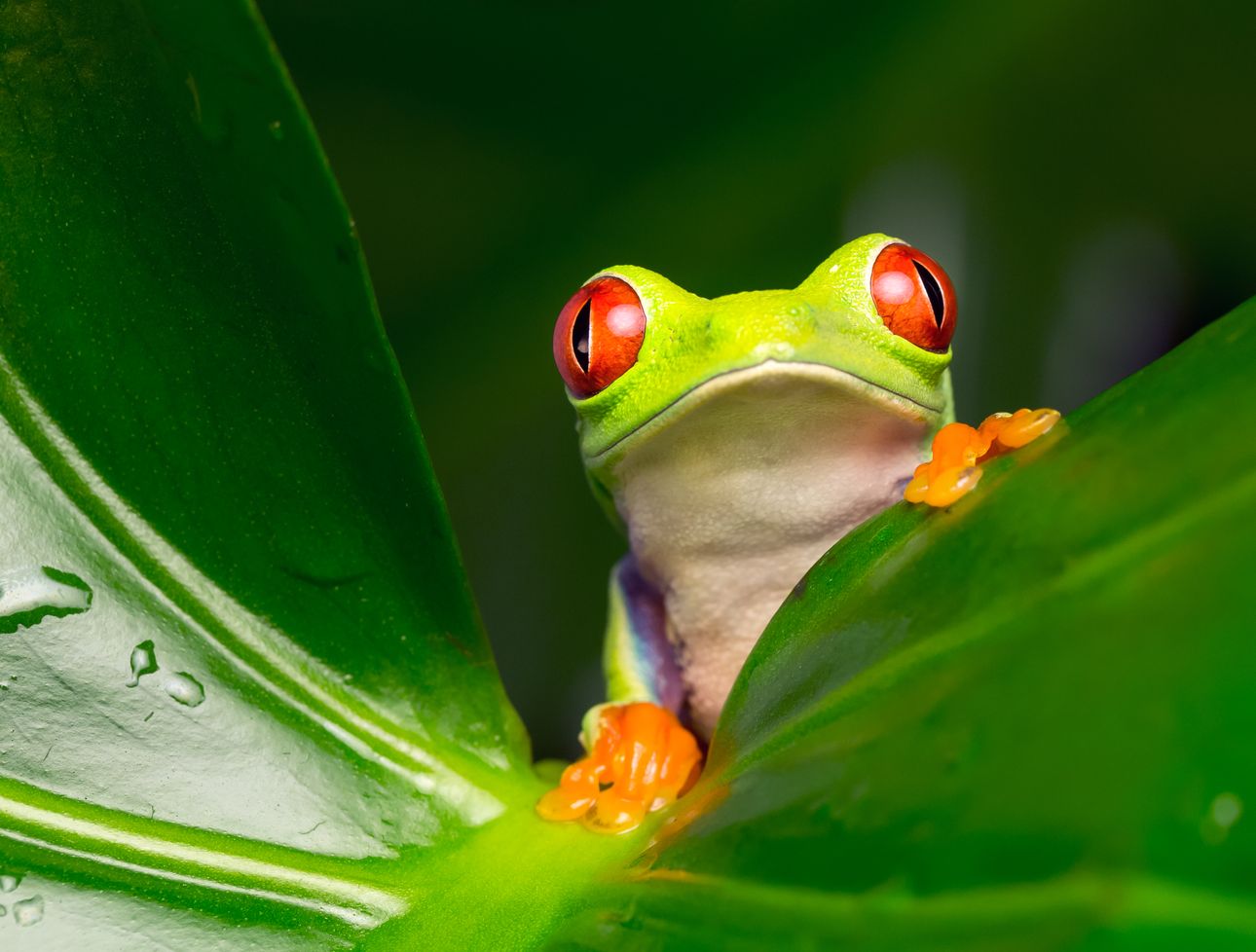 Larger part of Amazon rainforest at risk of tipping