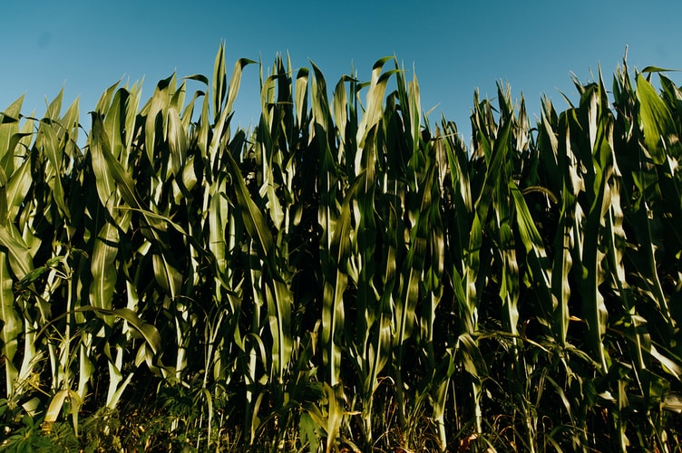 Limiting water stress risks: irrigation management key for bioenergy production to mitigate climate change