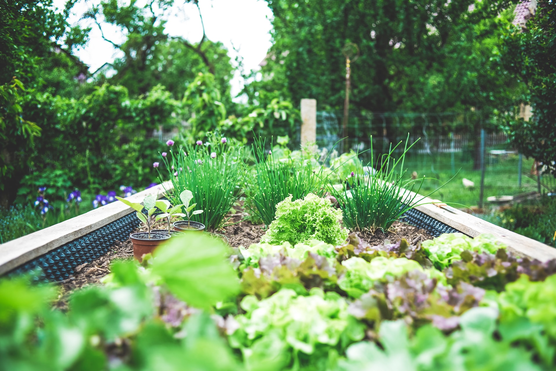 Berlin could produce much of its vegetables locally