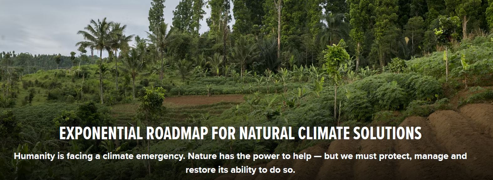 Nature key for climate-safe future: New Exponential Roadmap Initiative for Natural Climate Solutions