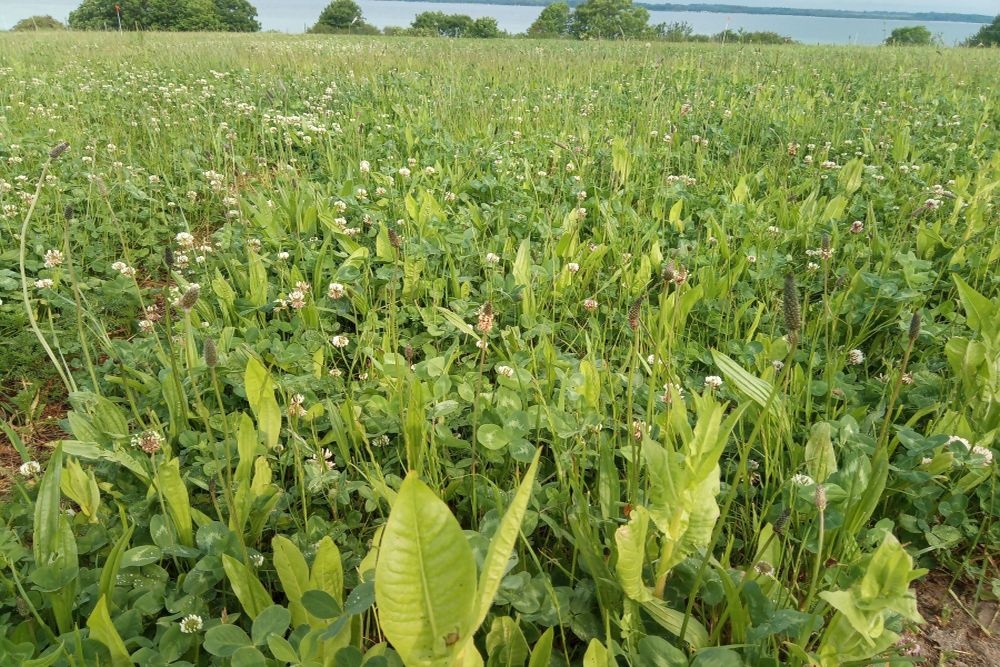 Plant diversity as insurance against climate change: Loss of diversity in grasslands could lead to 15 percent less CO₂ uptake in 2050