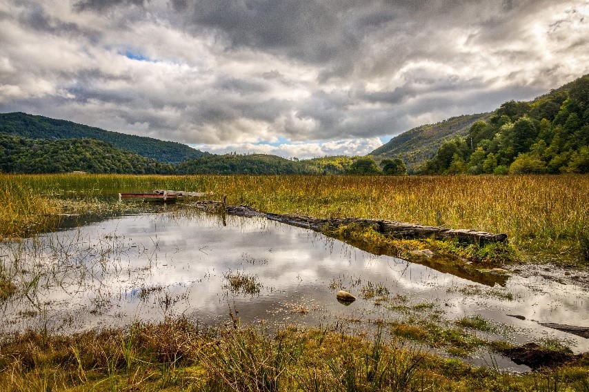 Small area, great effect: Peatland, the clever carbon capturer