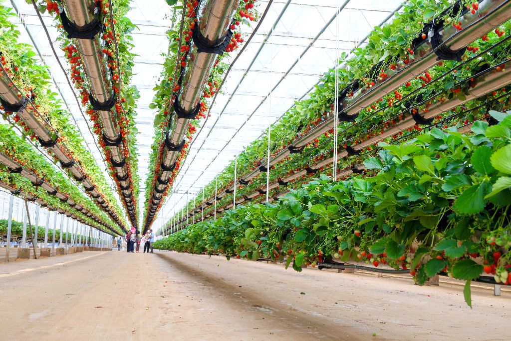 Low food prices, high energy use: The pros and cons of emerging technology in our food system