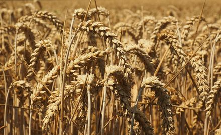Weather extremes and trade policies were main drivers of wheat price peaks