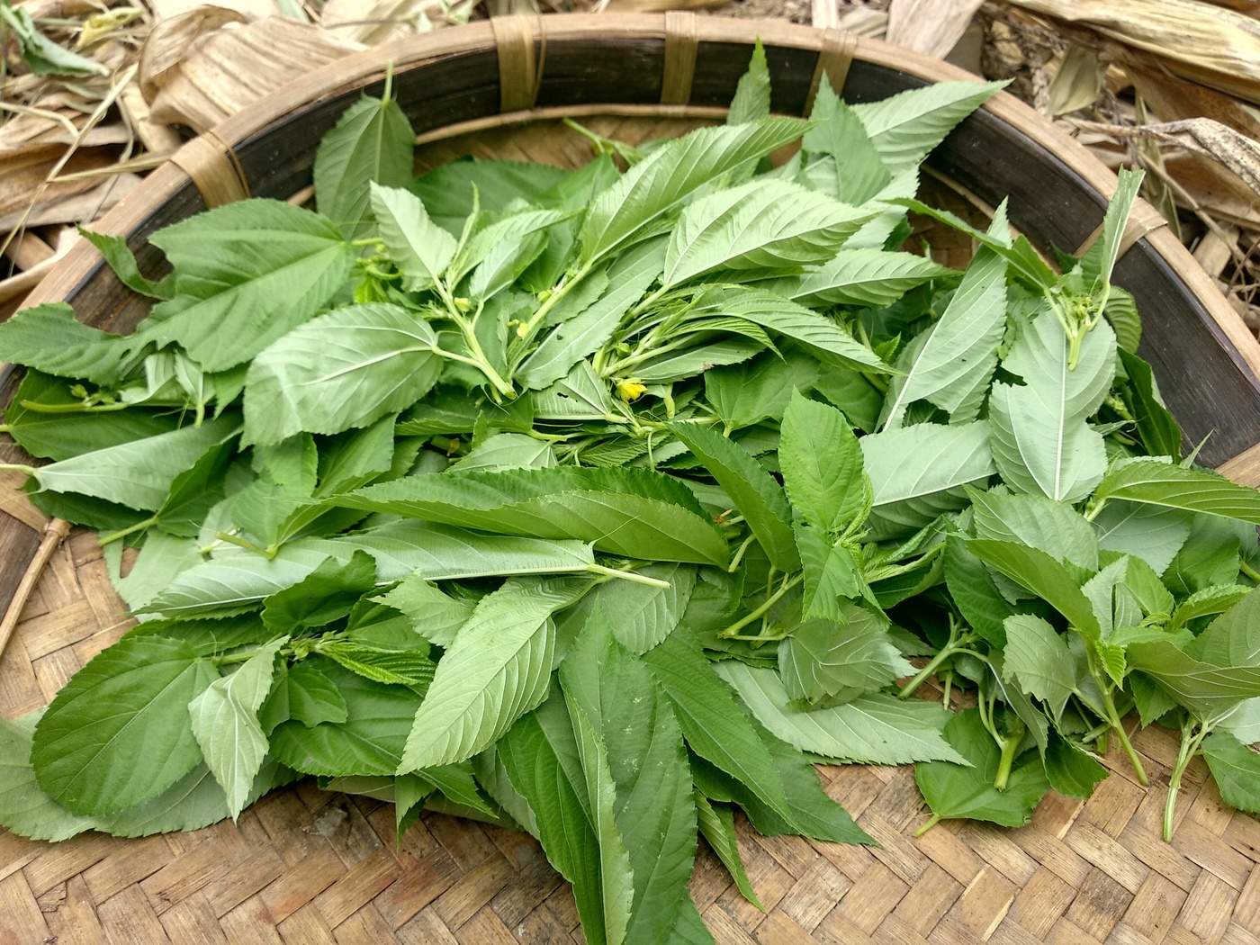 印度女性的饮食质量可以通过森林食品得到改善