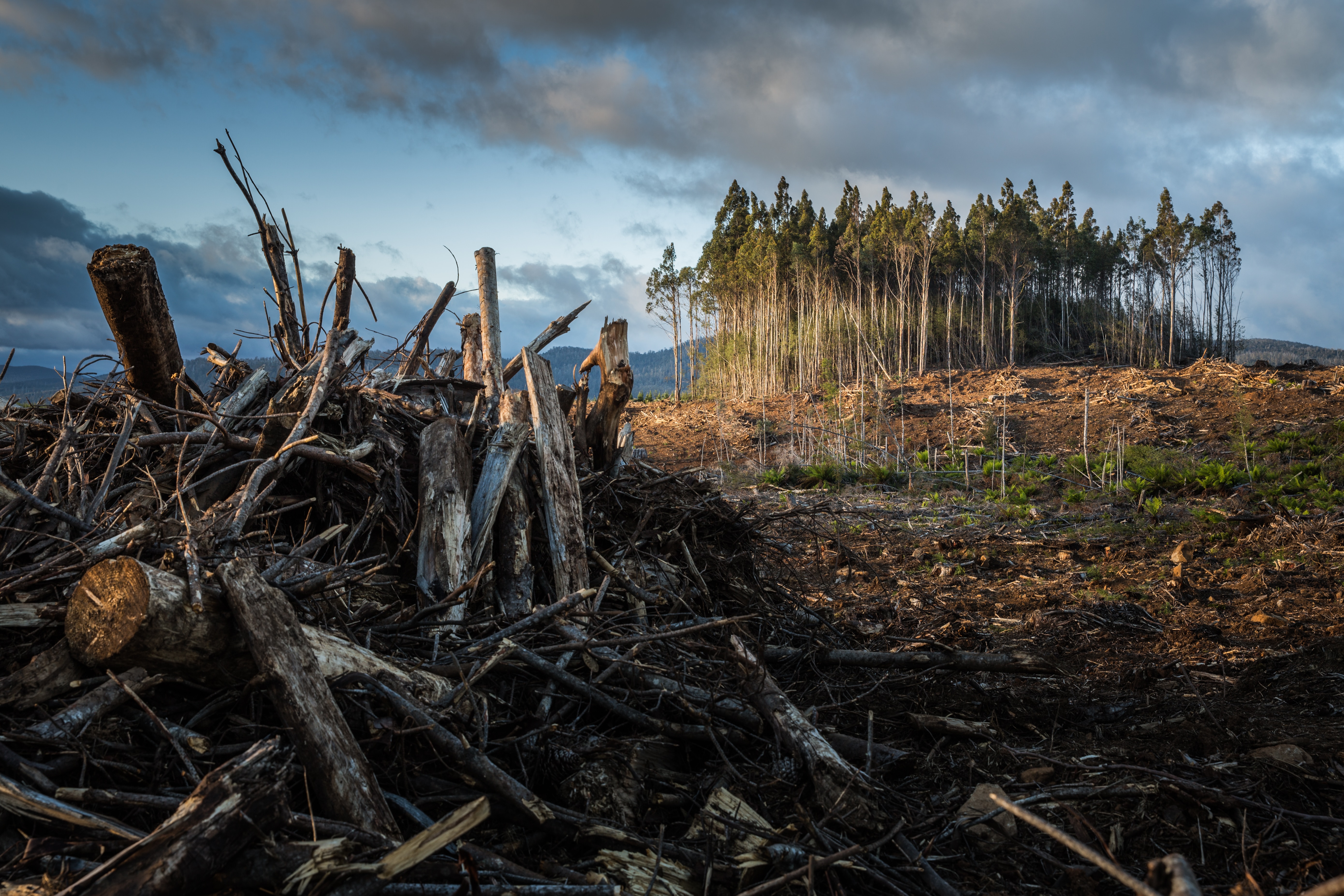 Worse than diesel and gasoline? Bioenergy as bad as fossils if there is no pricing of CO2 emissions from land-use change