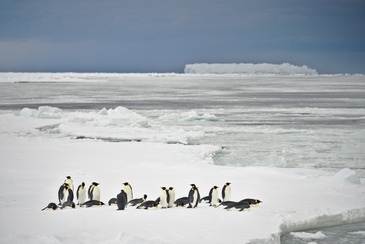 Emperor penguins on an ice floe. ©Reese/Winkelmann