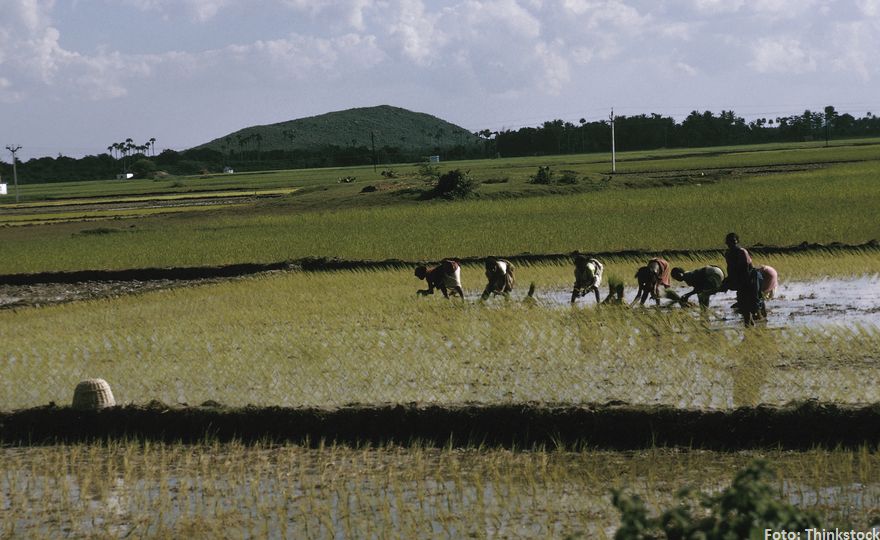 indian rice farmers