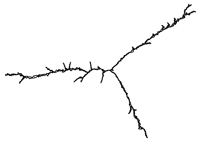 Fracture
